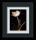  Splendid Beauty: Framed artwork by Charles Britt<br />Ref: AK01601<br />Size: 54.5 x 62cm ...click for more