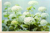 Artko - White Hydrangeas Canvas Picture