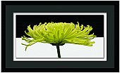 Artko - Sage Ebony Ivory Chrysanthemum