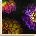 Artko - Purple Dahlia I - Canvas Art