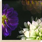 Artko - Purple Dahlia Canvas Art