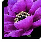 Artko - Brilliant Blooms I Large Canvas