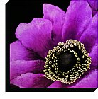 Artko - Brilliant Blooms II - Large Canvas
