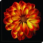 Artko - Orange Dahlia Flame Canvas Wrap