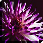 Artko - Cerise Chrysanthemum Canvas Wrap