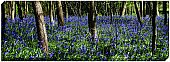 Artko - Blue Bell Wood Canvas Wrap